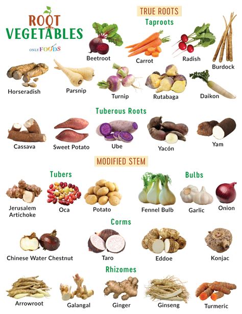 bisol root crop|24 Types of Root Vegetables: List of root vegetables .